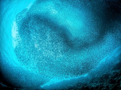 Picture of SCHOOLING SARDINES