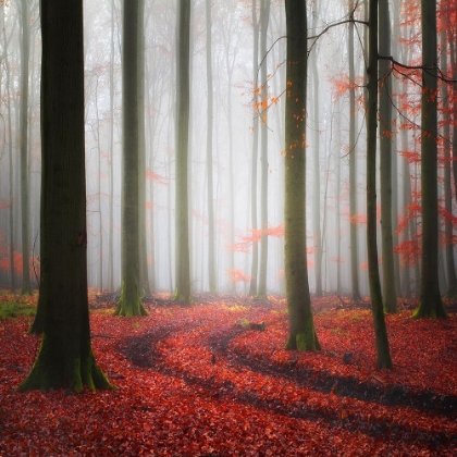 Picture of AUTUMNAL TRACKS