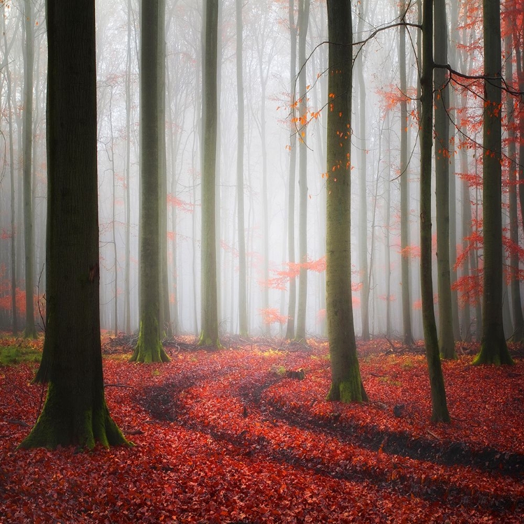 Picture of AUTUMNAL TRACKS