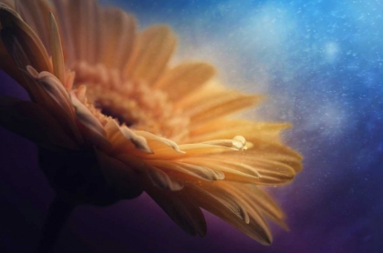 Picture of UNIVERSE
