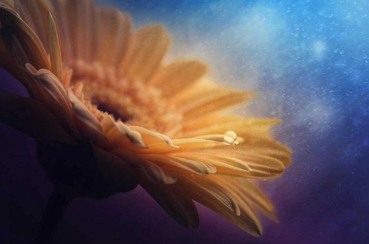 Picture of UNIVERSE