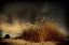 Picture of UNTITLED