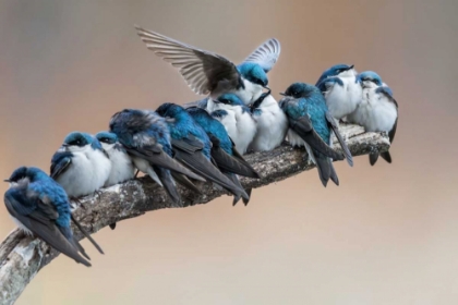Picture of NO ROOM? NO PROBLEM. I WILL MAKE MYSELF SOME ROOM.