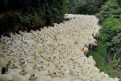 Picture of SHEEP RIVER