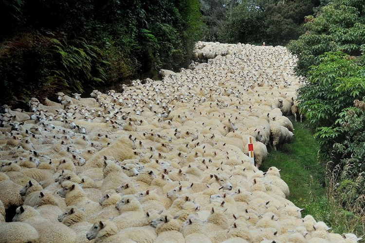 Picture of SHEEP RIVER