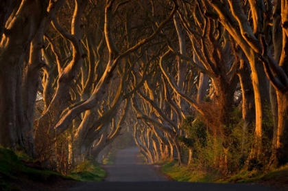 Picture of THE DARK HEDGES IN THE MORNING SUNSHINE