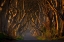 Picture of THE DARK HEDGES IN THE MORNING SUNSHINE