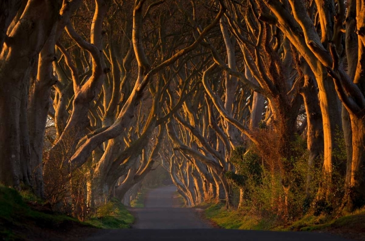 Picture of THE DARK HEDGES IN THE MORNING SUNSHINE
