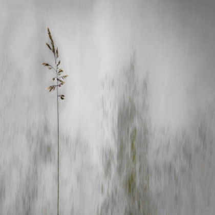 Picture of BLADE OF GRASS
