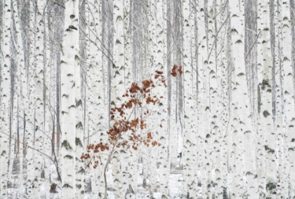Picture of FROM WHITE