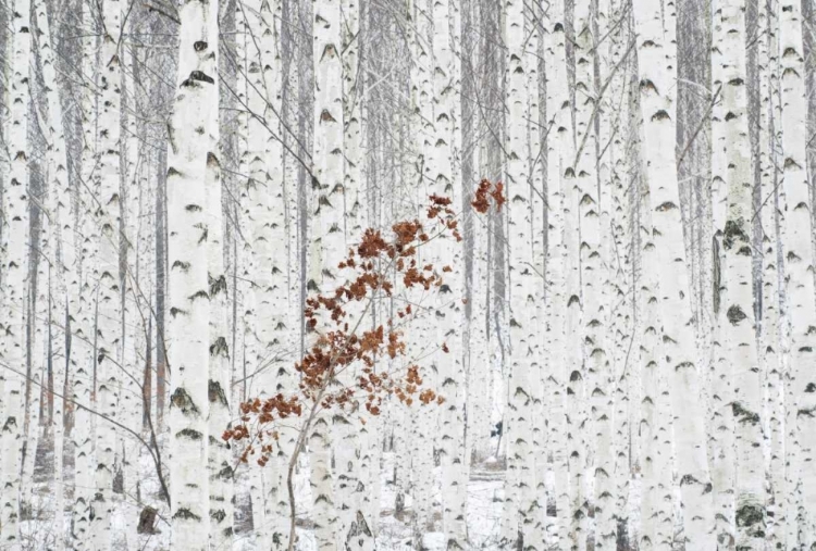 Picture of FROM WHITE