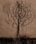 Picture of ASPHALT TREE