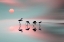 Picture of FAMILY FLAMINGOS