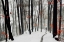 Picture of THROUGH AUTUMN AND WINTER
