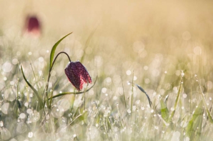 Picture of MORNINGDEW