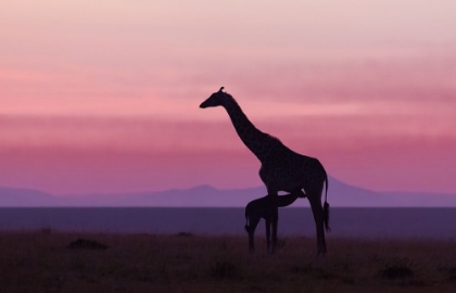 Picture of GOOD MORNING MASAI MARA 7