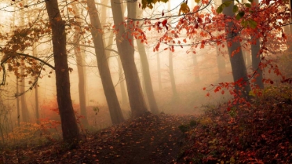 Picture of TOWARDS THE LIGHT.