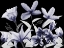 Picture of AUTOMATIC DUSK BLOOM 2