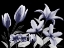 Picture of AUTOMATIC DUSK BLOOM 4