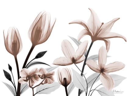 Picture of AUTOMATIC MOCHA BLOOM