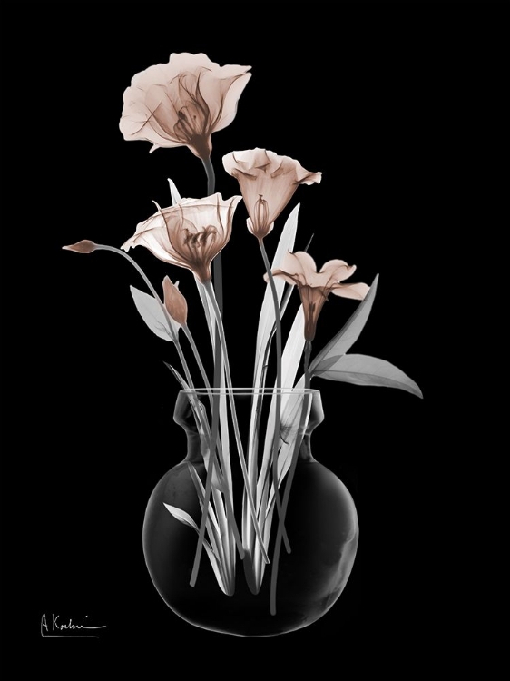 Picture of THUNDERING MOCHA BLOOM 2