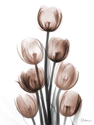 Picture of DELIGHTFUL MOCHA TULIPS 1