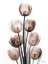 Picture of DELIGHTFUL MOCHA TULIPS 1