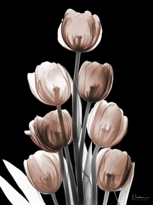 Picture of DELIGHTFUL MOCHA TULIPS 1 V2