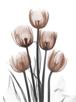 Picture of DELIGHTFUL MOCHA TULIPS 2