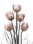 Picture of DELIGHTFUL MOCHA TULIPS 2