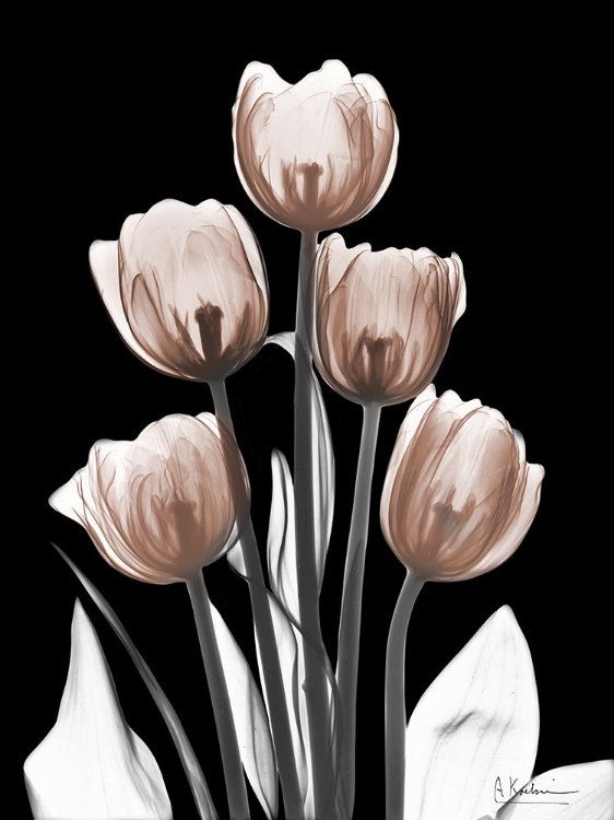 Picture of DELIGHTFUL MOCHA TULIPS 2 V2