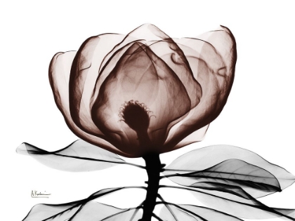 Picture of MOCHA MAGNOLIA 1