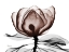 Picture of MOCHA MAGNOLIA 1