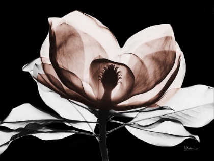 Picture of MOCHA MAGNOLIA 2 V2