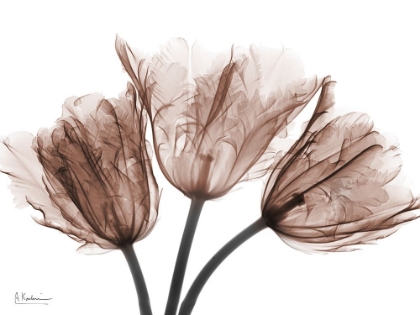 Picture of DESIRED MOCHA TULIPS 1