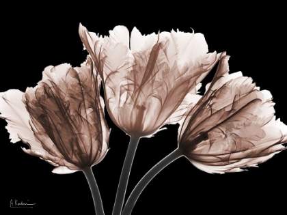 Picture of DESIRED MOCHA TULIPS 1 V2
