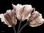 Picture of DESIRED MOCHA TULIPS 1 V2