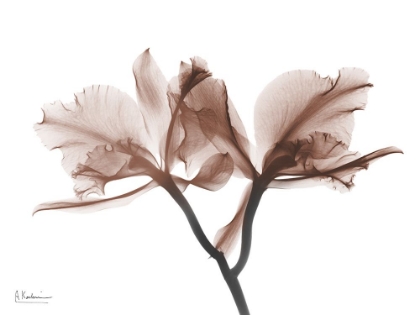 Picture of DELICIOUS MOCHA ORCHIDS 1