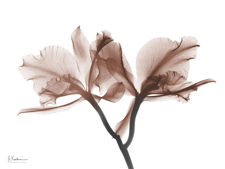 Picture of DELICIOUS MOCHA ORCHIDS 1