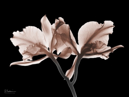 Picture of DELICIOUS MOCHA ORCHIDS 1 V2