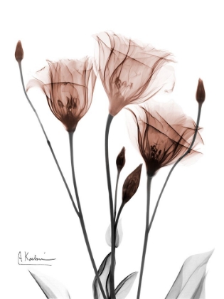 Picture of MOCHA GENTIAN 1