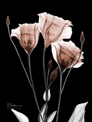 Picture of MOCHA GENTIAN 1 V2