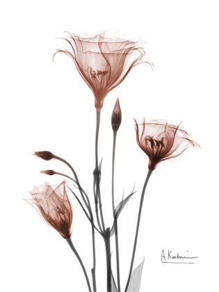 Picture of MOCHA GENTIAN 2