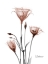 Picture of MOCHA GENTIAN 2