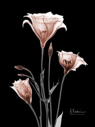 Picture of MOCHA GENTIAN 2 V2