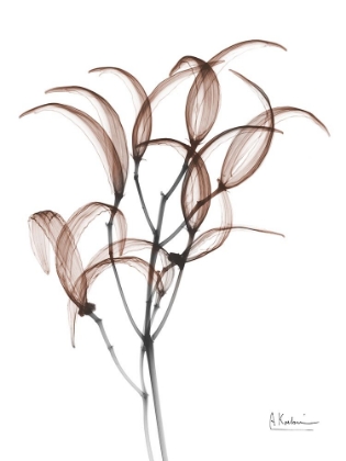 Picture of MOCHA OLEANDER BUSH 1