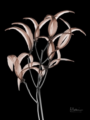 Picture of MOCHA OLEANDER BUSH 1 V2