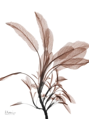 Picture of MOCHA SAGE 1