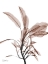 Picture of MOCHA SAGE 1