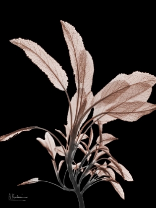 Picture of MOCHA SAGE 1 V2